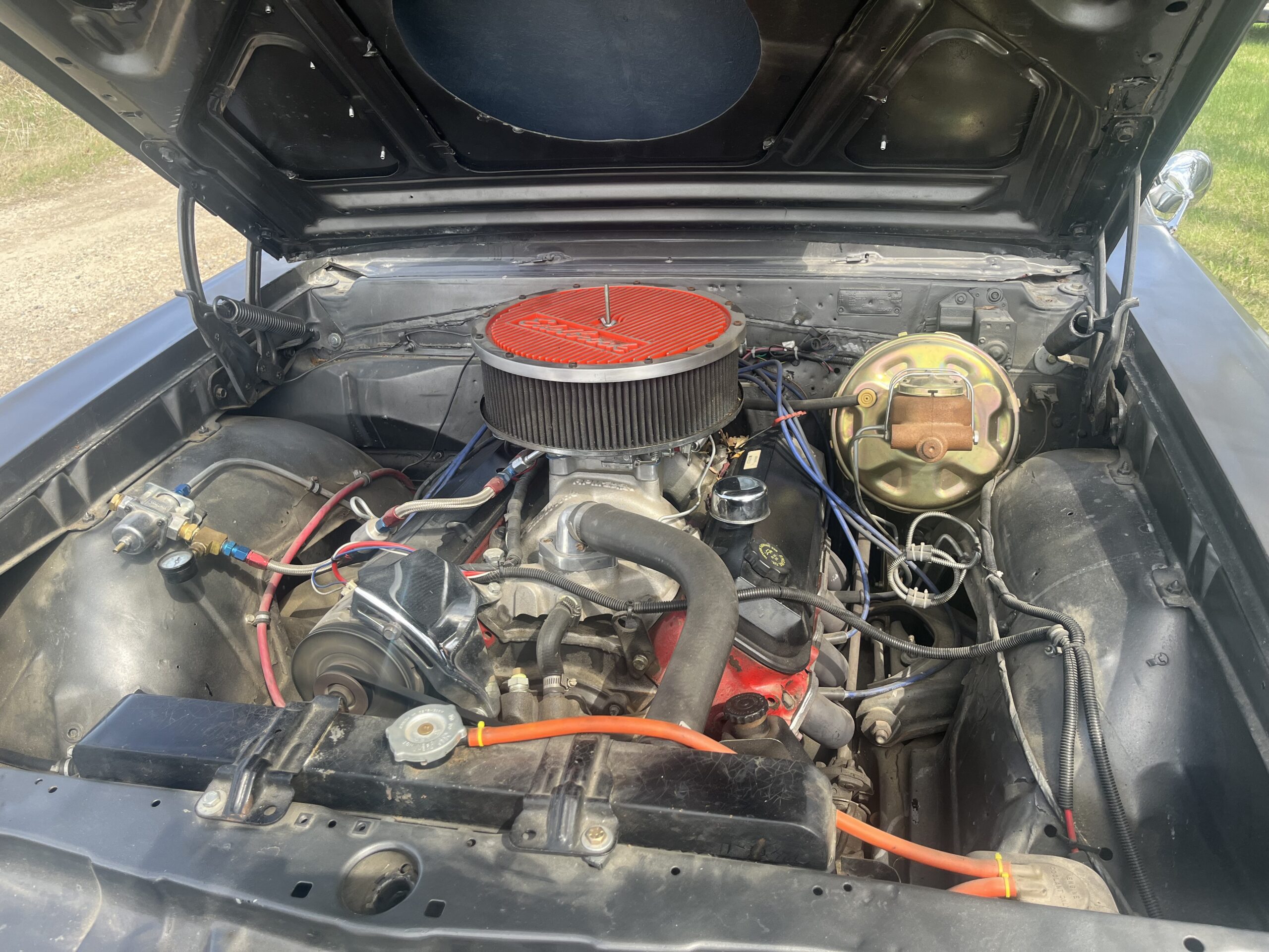 IMG_9577 Robin spruit 2024-05-14